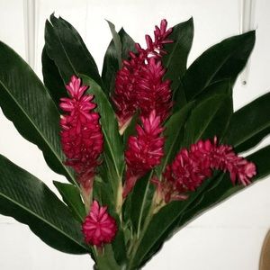 Meet your Posher, Dolores